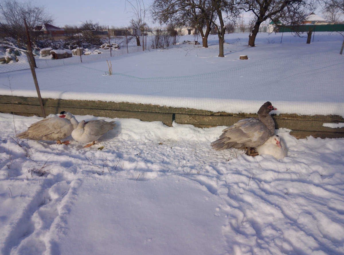 Любофф у уточек. Вот такая у нас южная зима)))