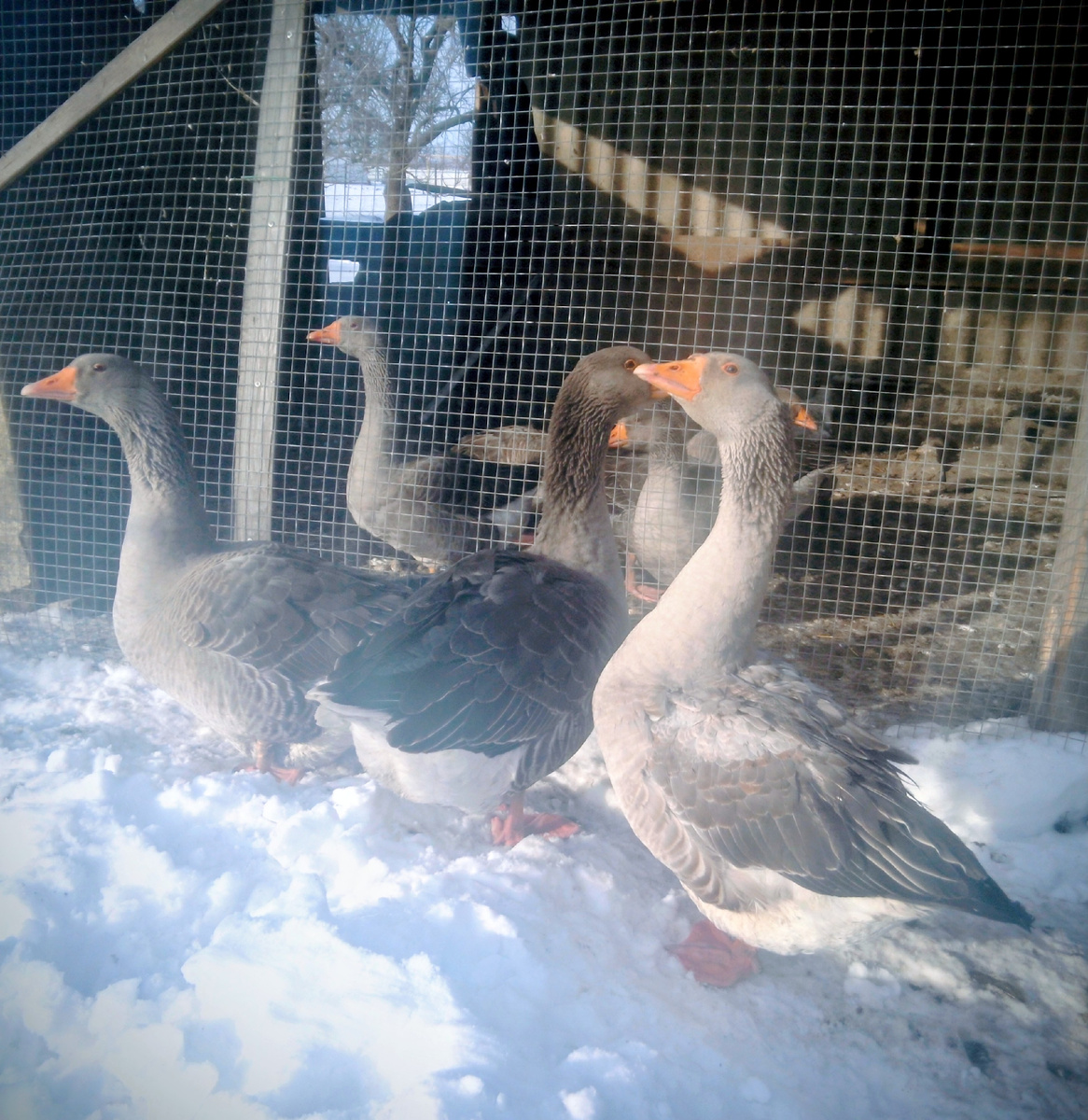 Гусей оставлю 4, Одного гусика и 3 гусыньки