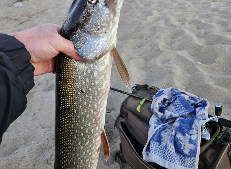 Днём четыре часа ноль поклёвок, ночью девять лещей за ночь: почему летом клюёт лучше в темноте.