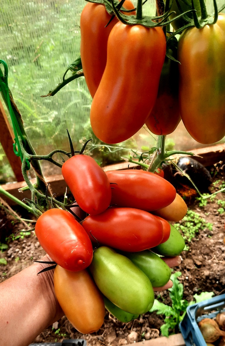 Фото автора. Поззано F1.