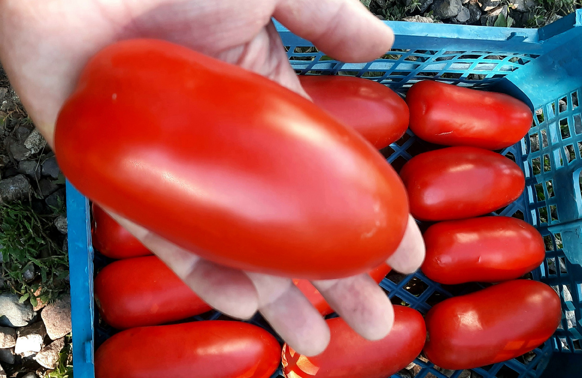 Фото автора. Поззано F1.