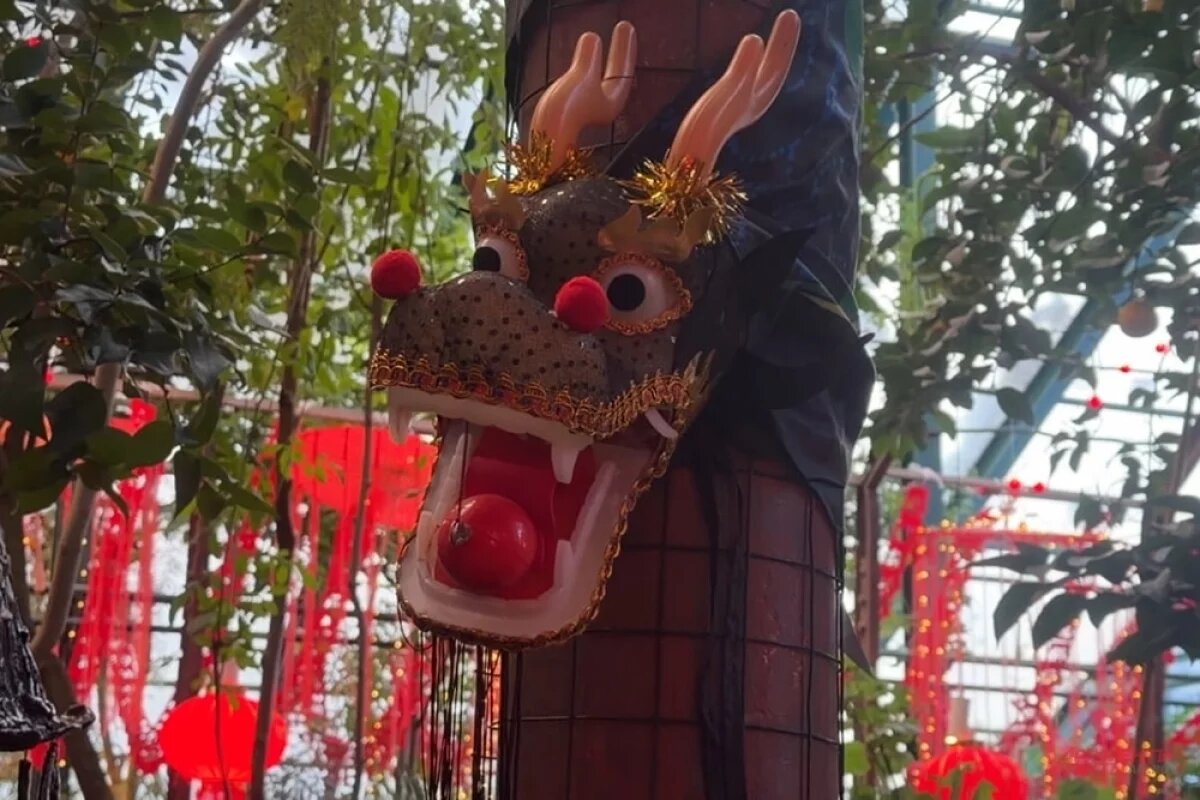    Оранжерею украсили сотни красных фонариков, гирлянды, парящие драконы.