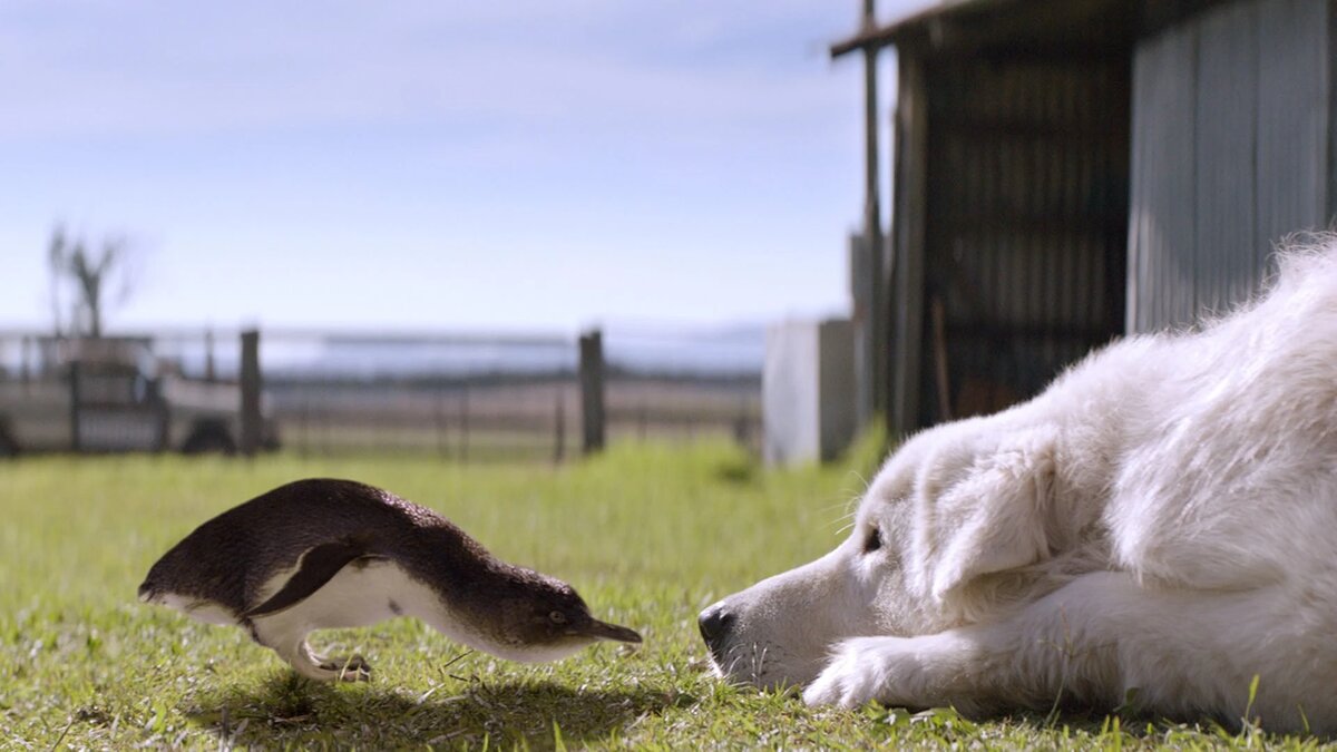 Фото: кадр из фильма «По кличке „Чудак“»