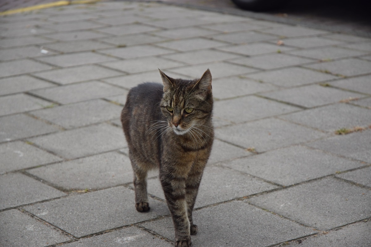 Фото с сайта: https://pxhere.com/en/photo/65899