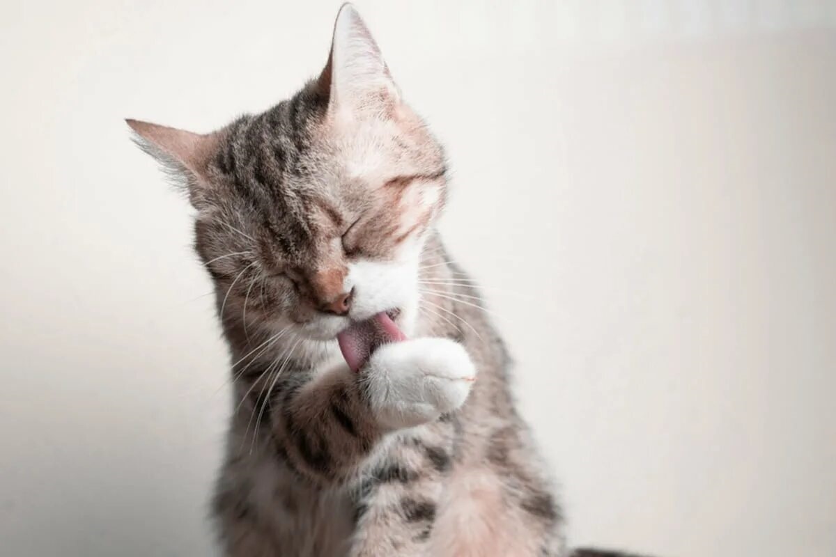 Фото с сайта: https://belissimo.org/cosa+fare+se+il+gatto+si+lecca+troppo
