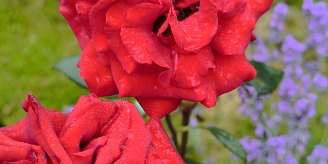 Роза для мужа❣️