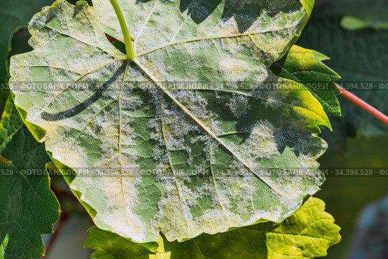 Милдью, фото из свободных источников 