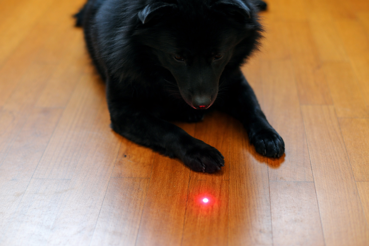 Почему нельзя играть с собакой лазерной указкой