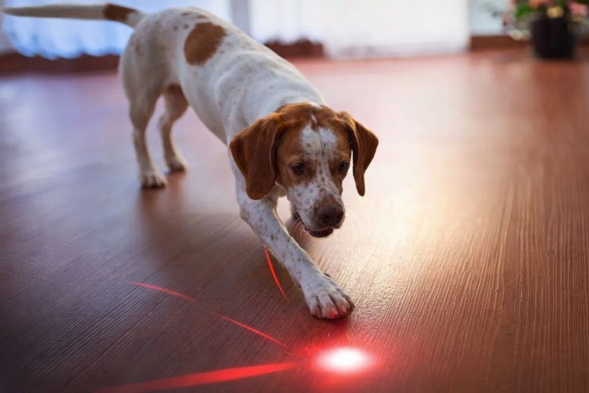 Собака играет с лазером 