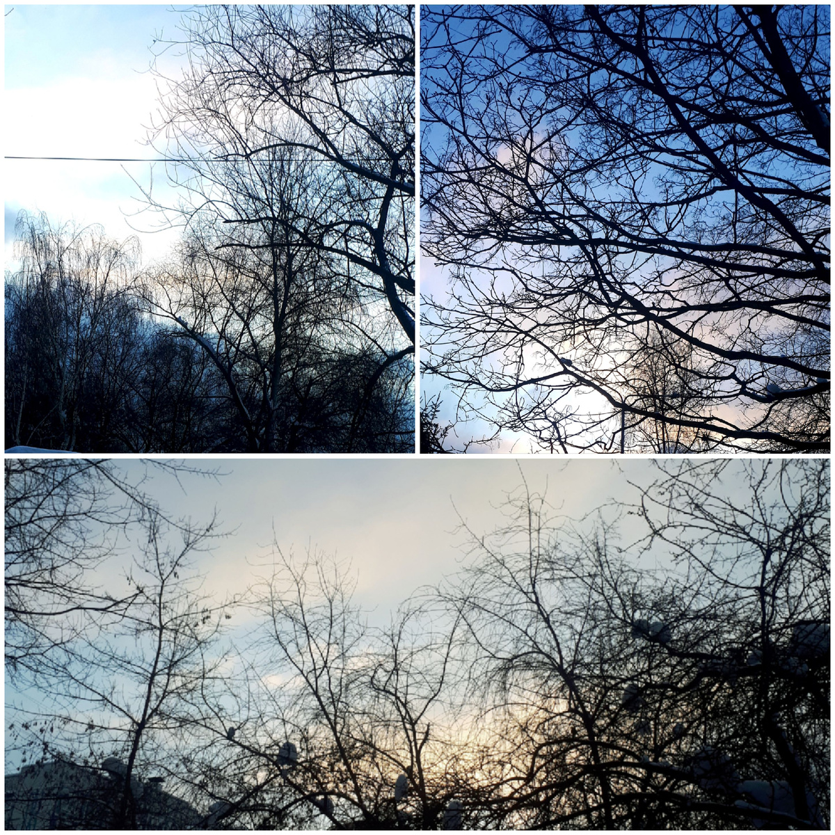 Коллаж автора 09.02.2026г.