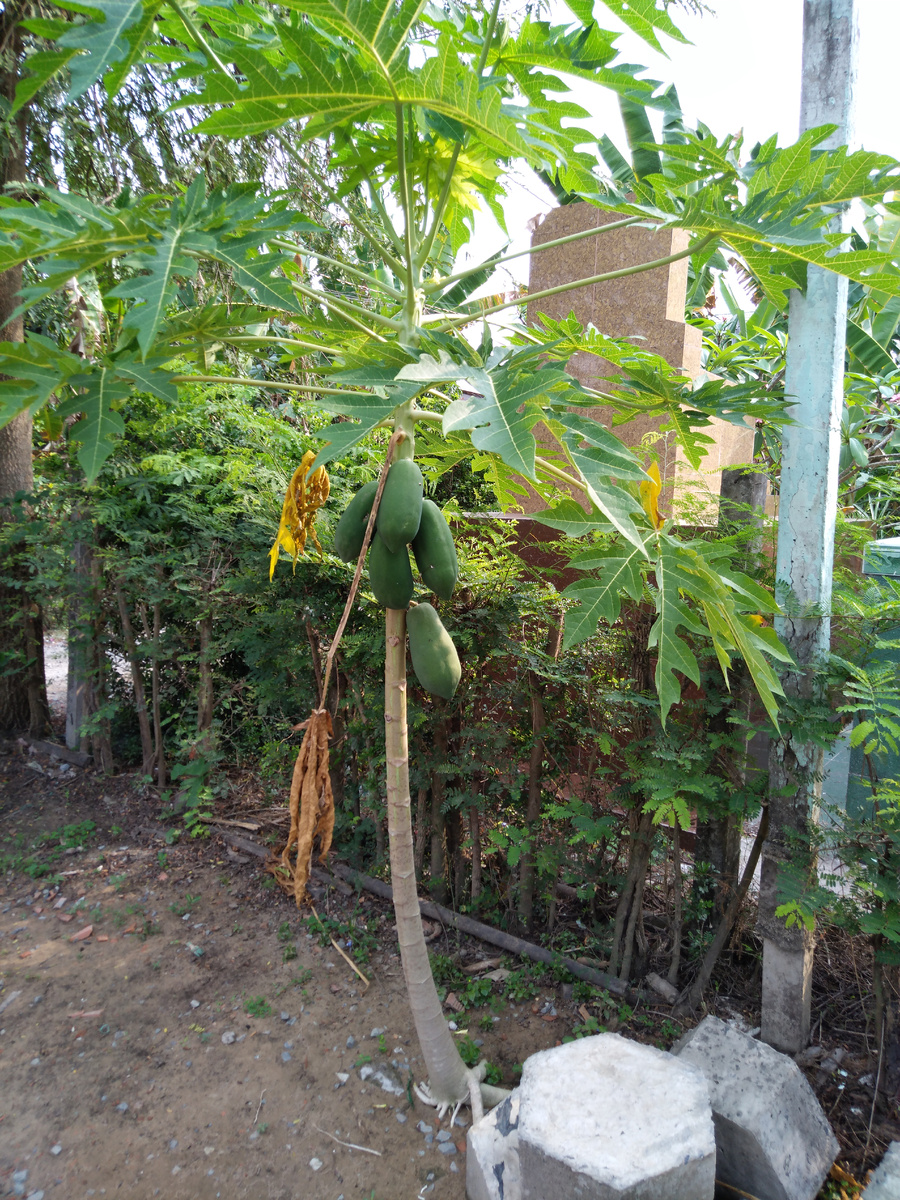 Про бананы писал. А вот папайя первый раз здесь. Маленькая, но уже плодоносит.