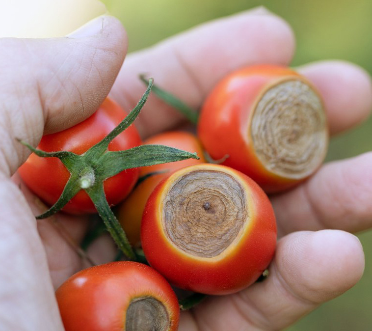 Вершинная гнить на томатах