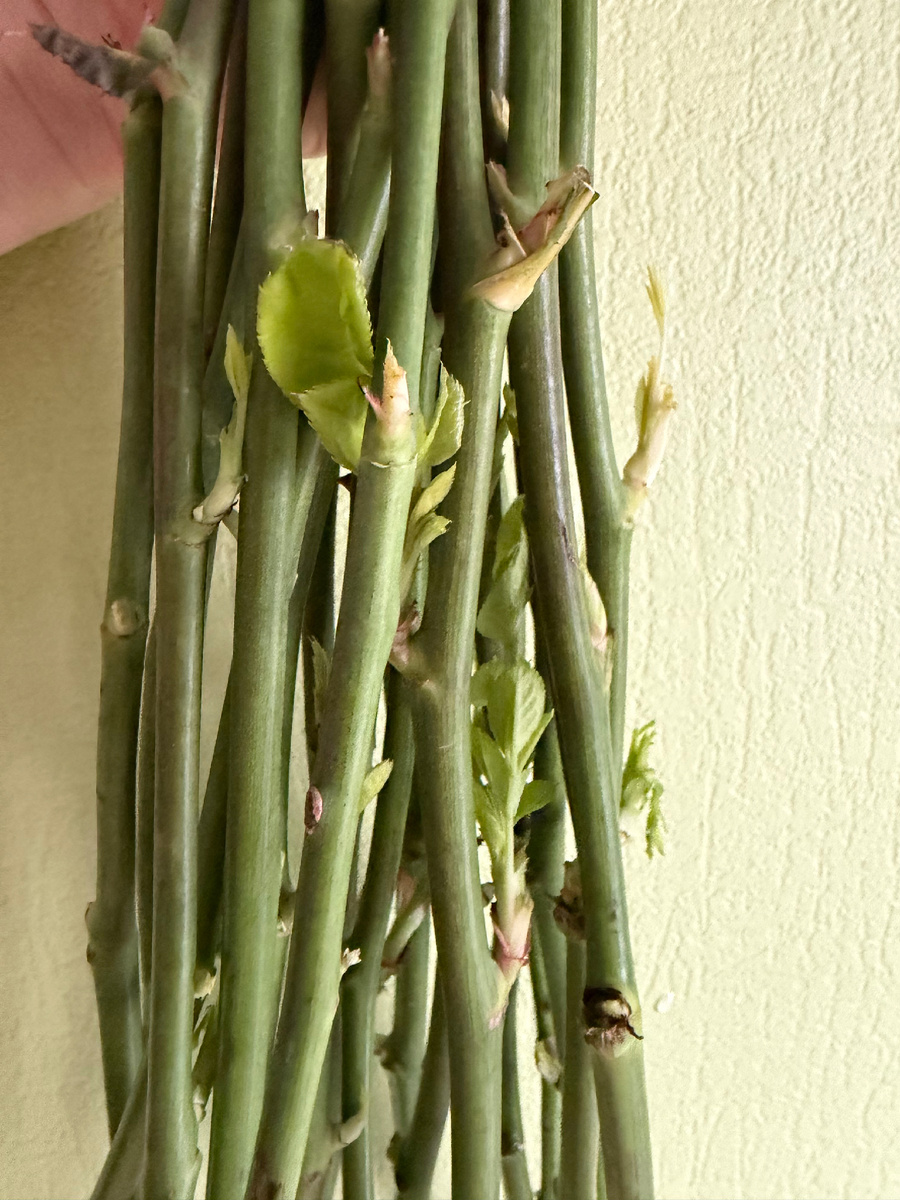 Розы проросли