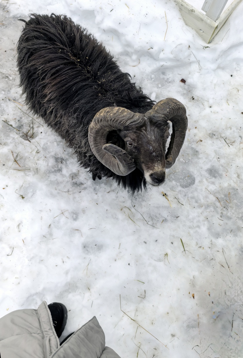 Говорят раньше все козлы так гуляли, но потом они создали свое ОПГ и их закрыли