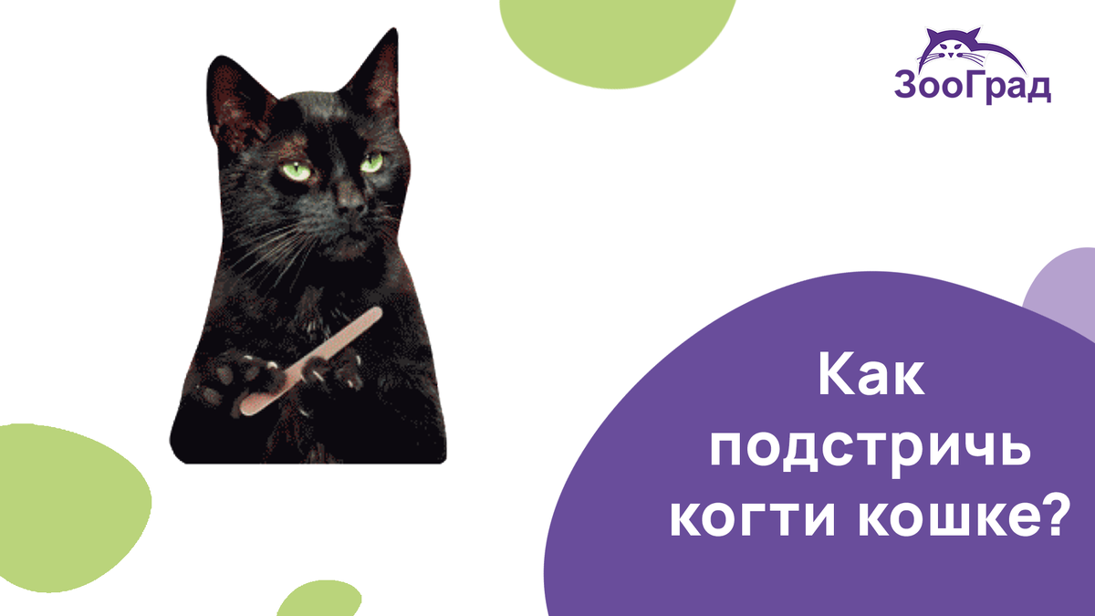 Запишите кошку в свой маникюрный салон на дому