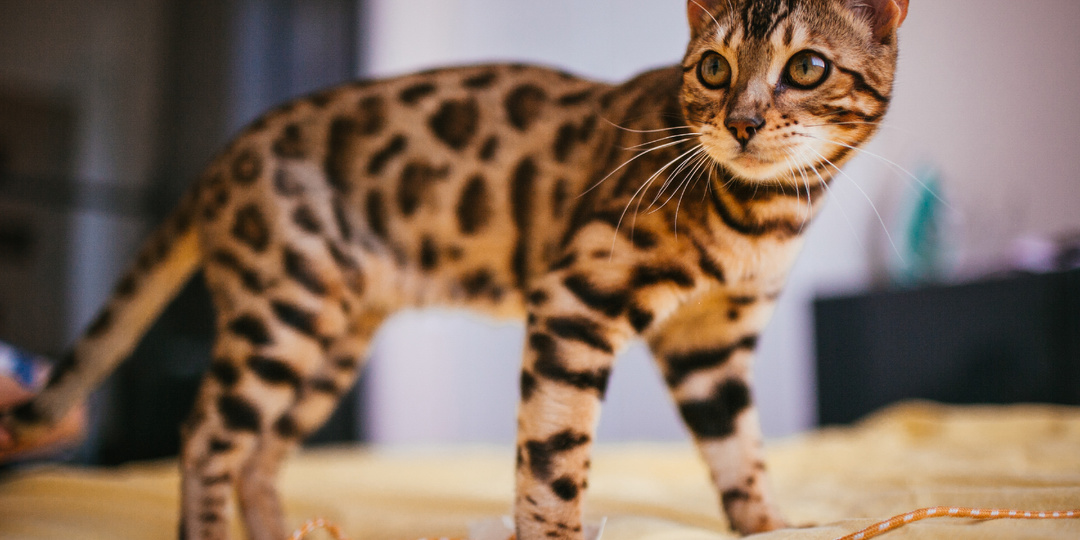 ТОП‑5 кошачьих пород с необычными потребностями, о которых вы не знали