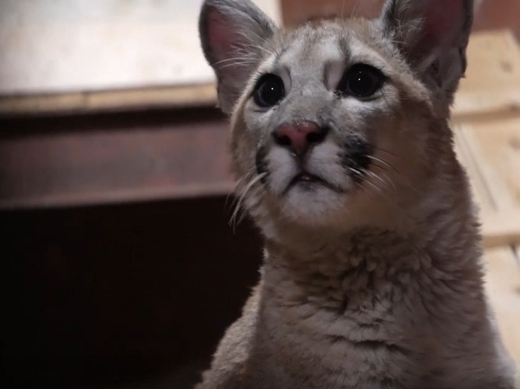     фото: скрин-шот видео группы "Зоосад в вотчине Деда Мороза" Вуонтакте