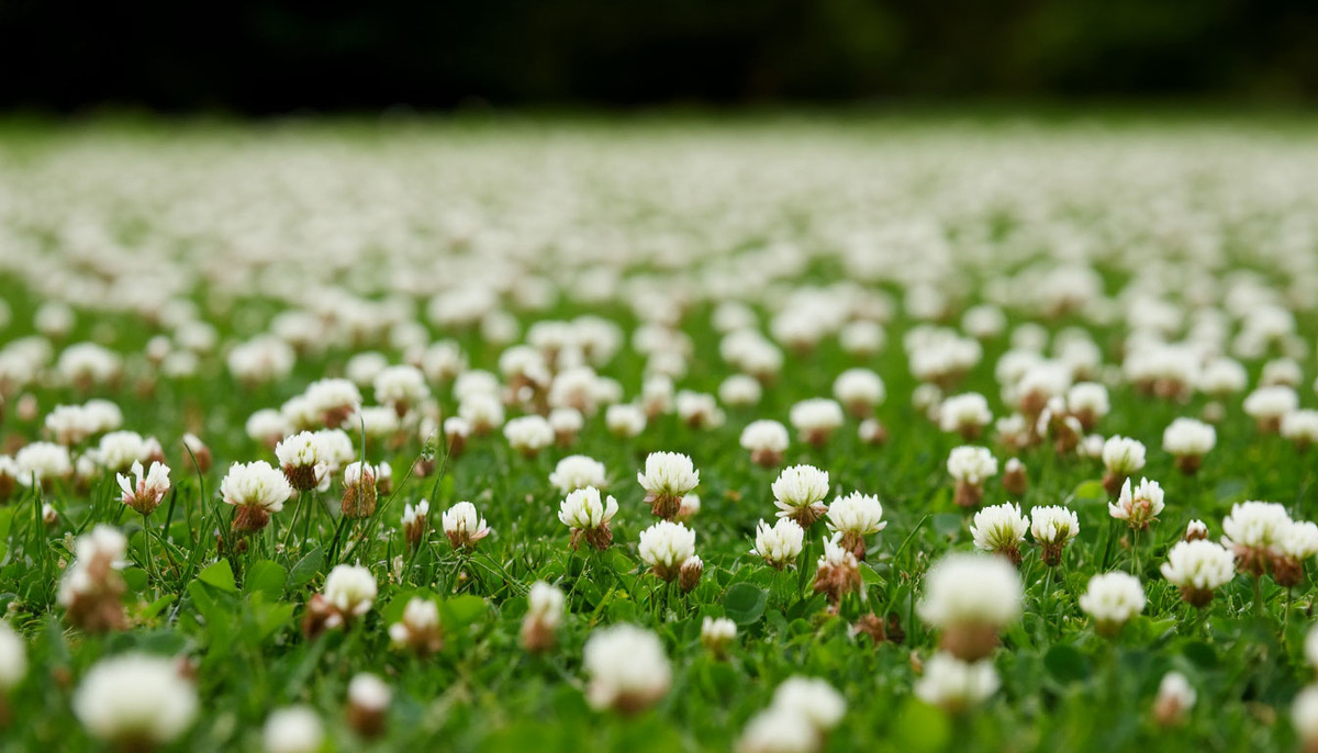 Белый клевер