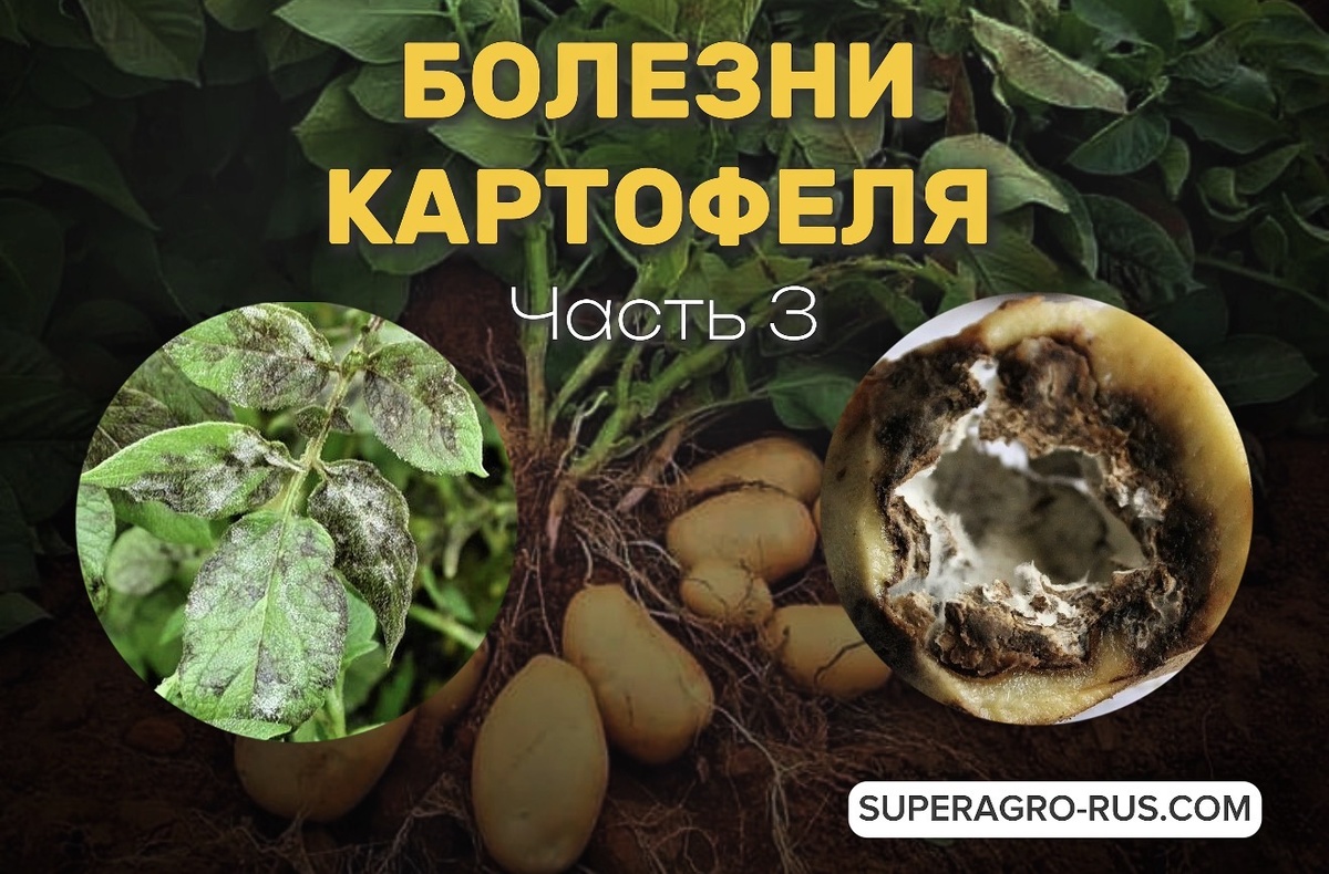 Болезни картофеля
