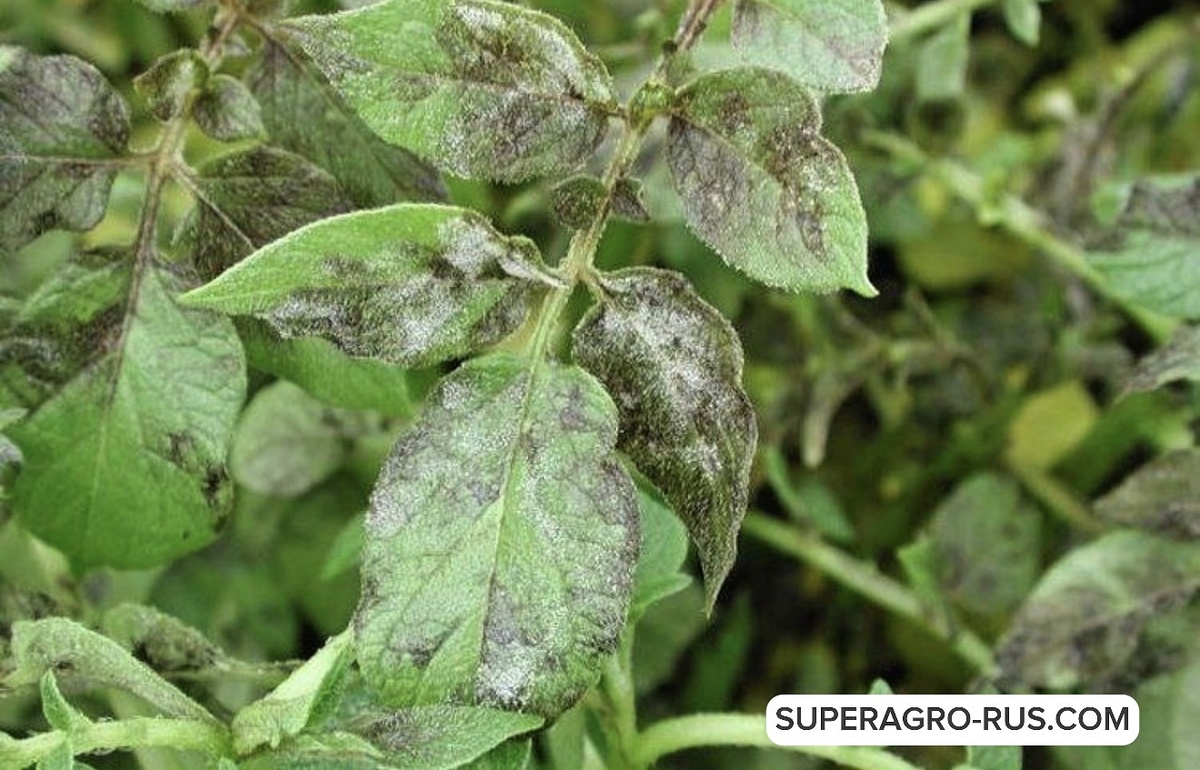 Фитофтороз картофеля