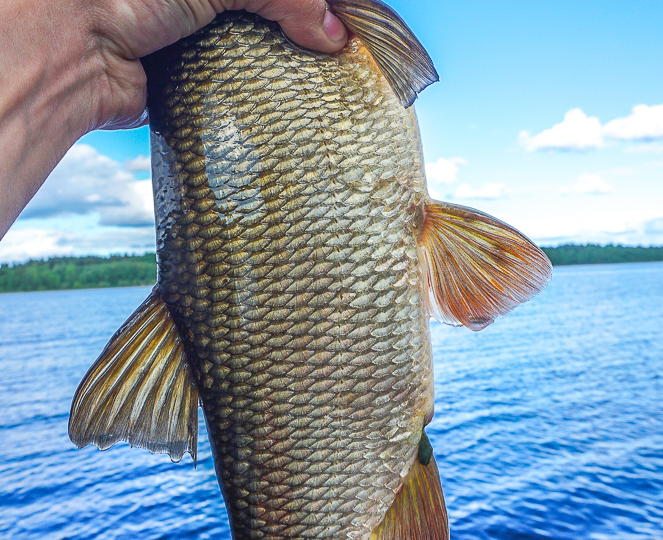 Самая интересная ловля,а именно язя с ранней весны до поздней осени