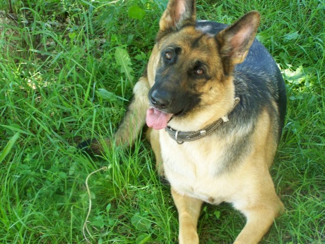 Фото автора - Тигра