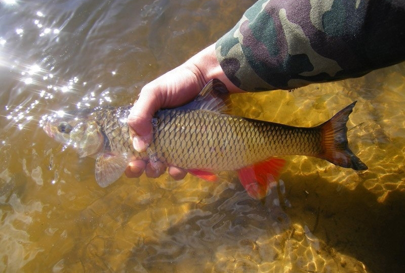 Молния речных водоёмов.На что его ловить?