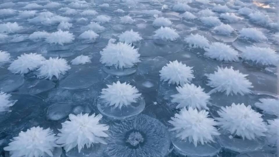 Ледяные «хризантемы»