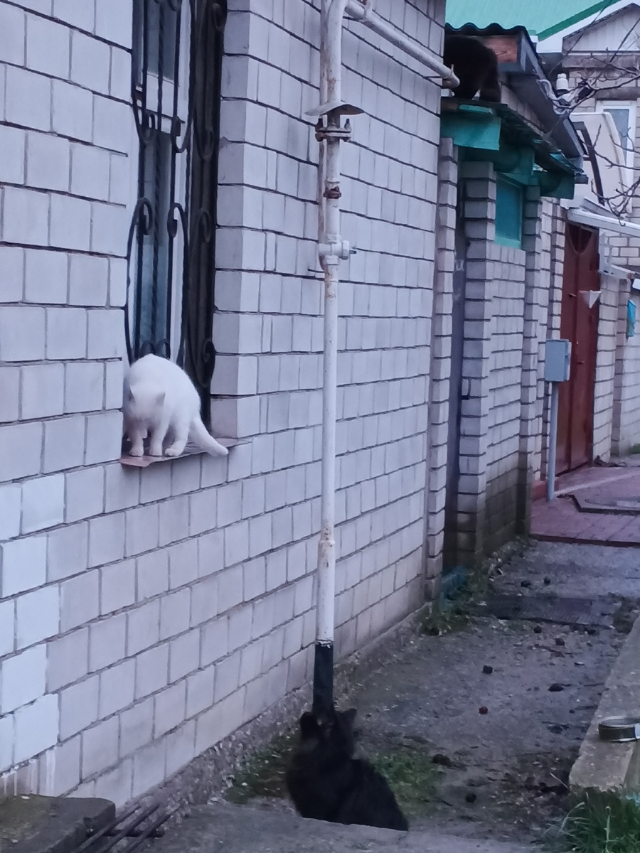 Найди всех котиков. Фото Галины Малышевой.