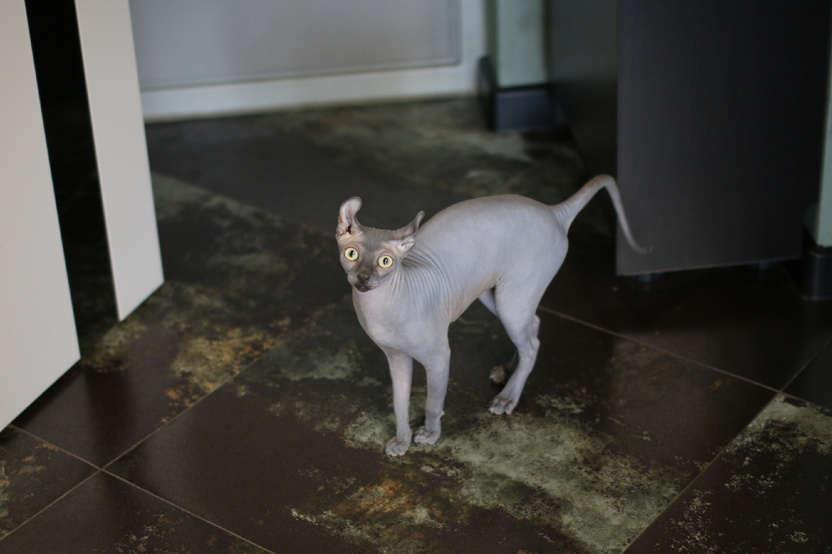 Бедная Эль, которую не кормят, когда она пожелает