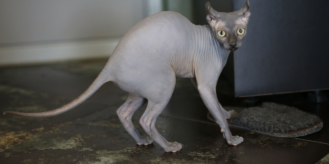 Кишечные часы сфинкса: почему пищеварение работает 24/7 и как настроить график в свою пользу