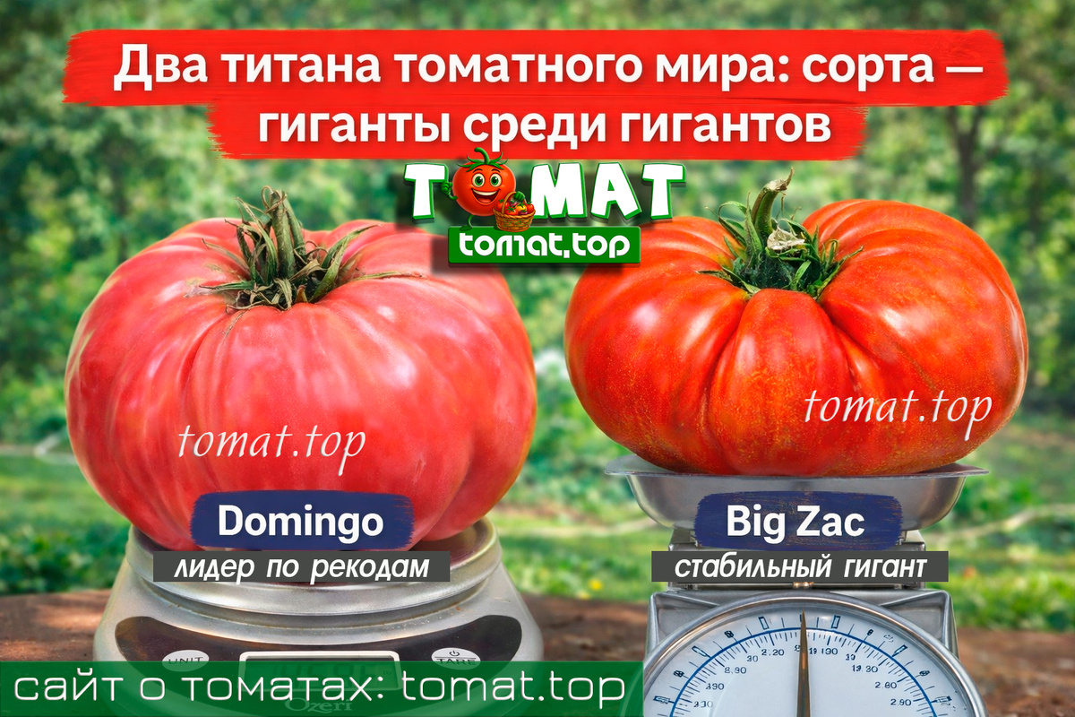 сорта томатов — гиганты среди гигантов
