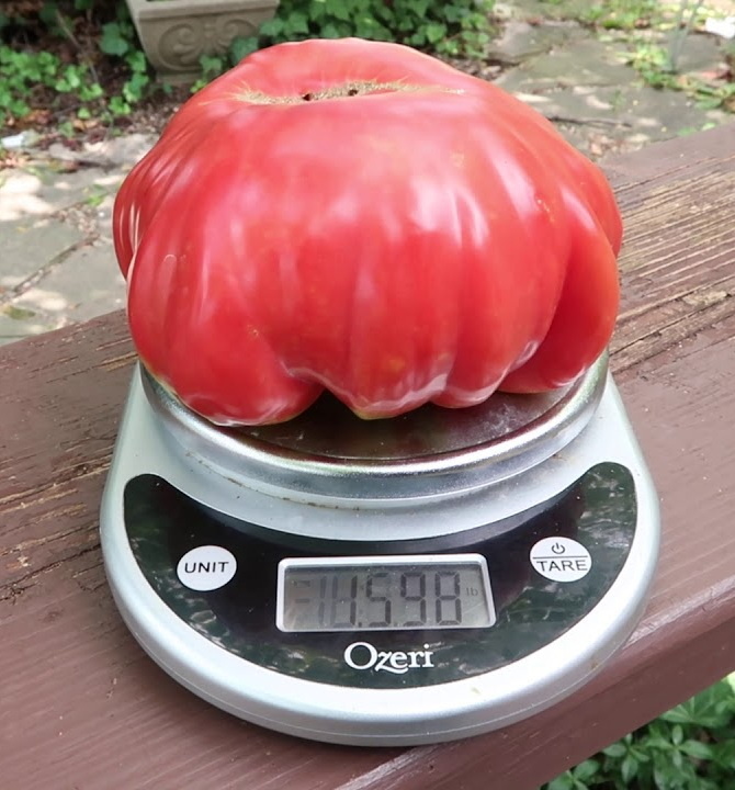 Томат Domingo (Доминго)