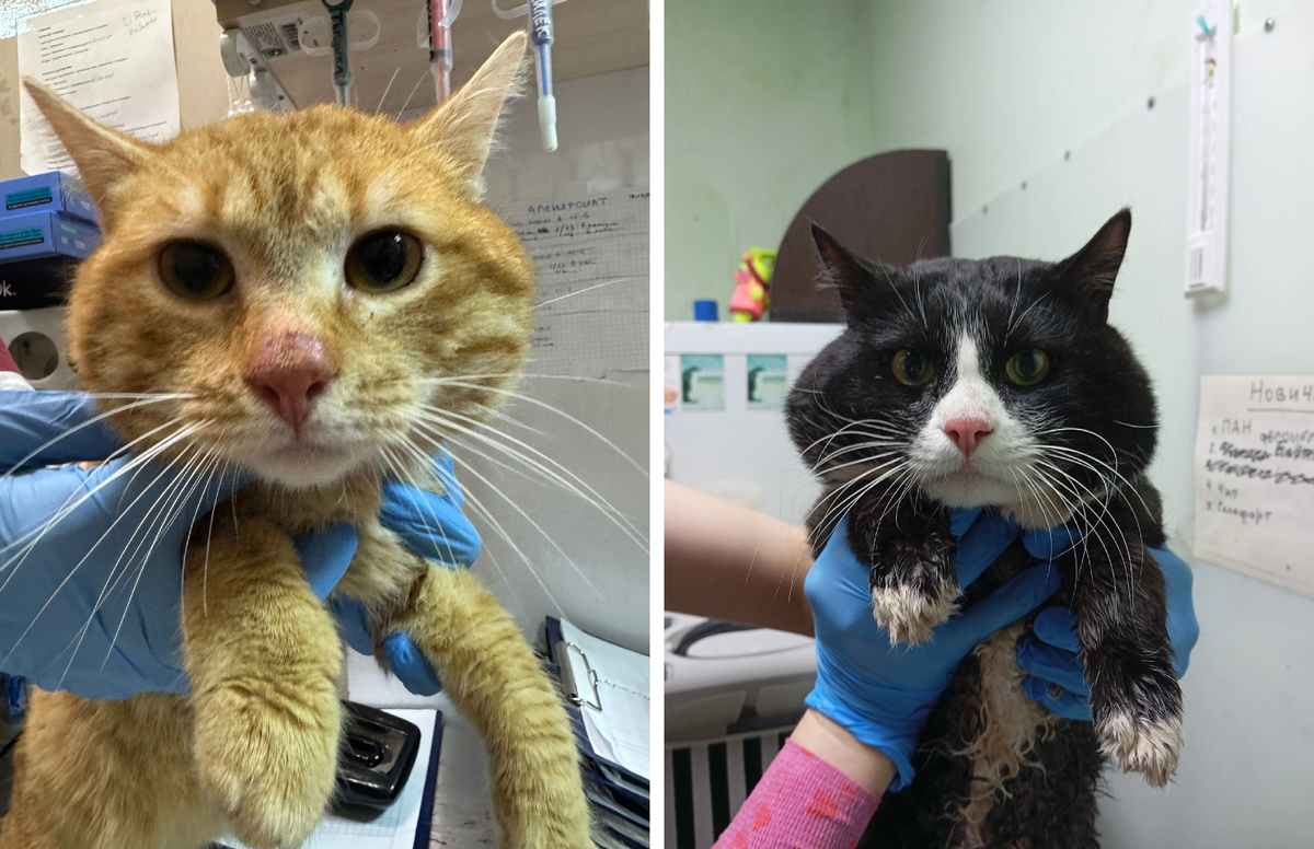 Мультяшкин и Плюшкин