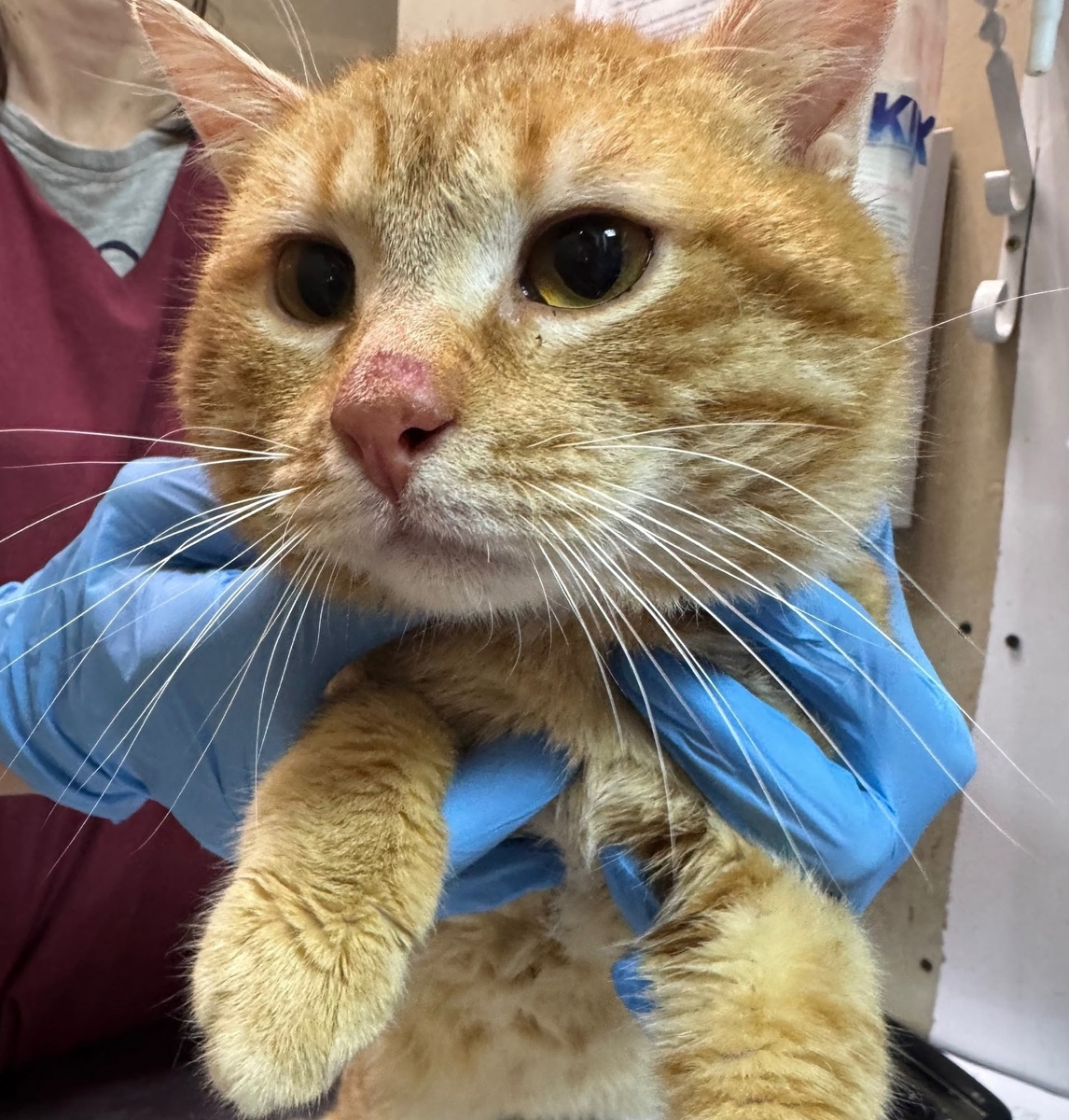 Мультяшкин на осмотре в приюте.