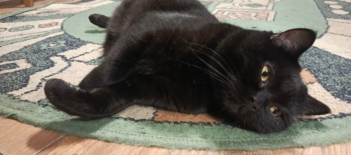 Я пыталась подражать Феде, он любит лежать на кухне..