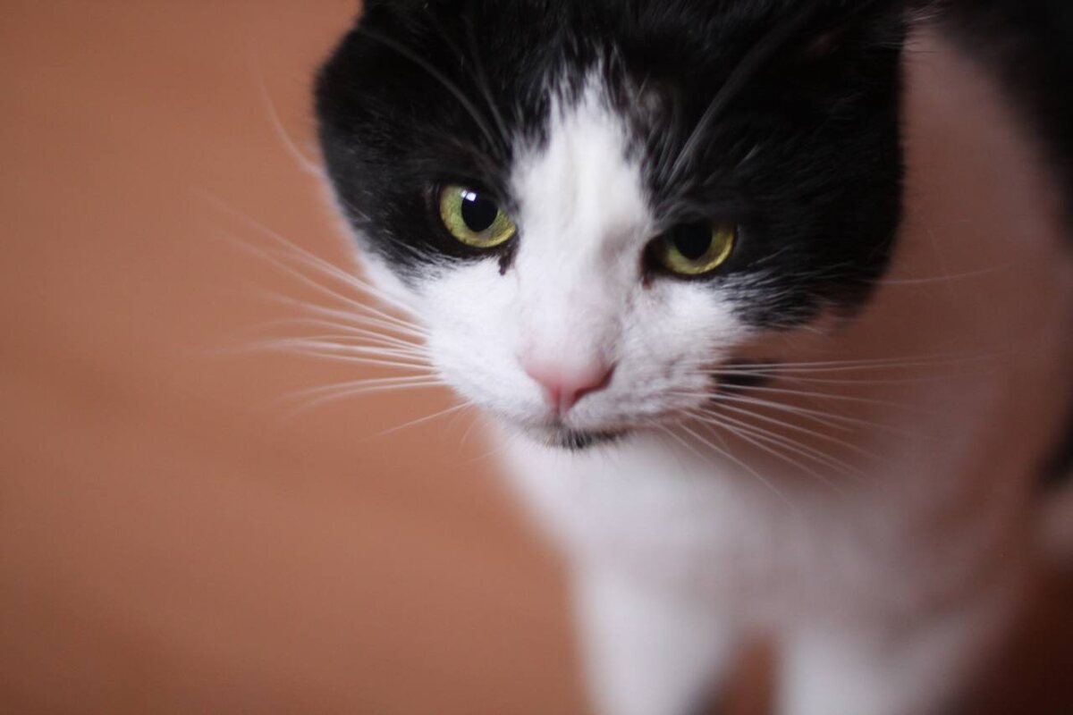 Ну возьмите меня домой, а не то я Вас залижу и покусаю.
Ваш Федя, мур-мур.