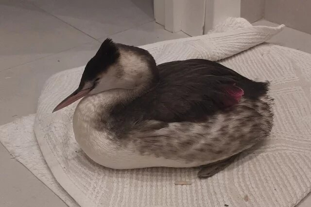    Кто такая чомга, объявленная в России птицей 2026 года?