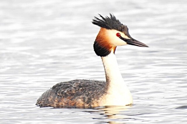    Чомга. Фото:Дарья Бурмистрова-Старичкова