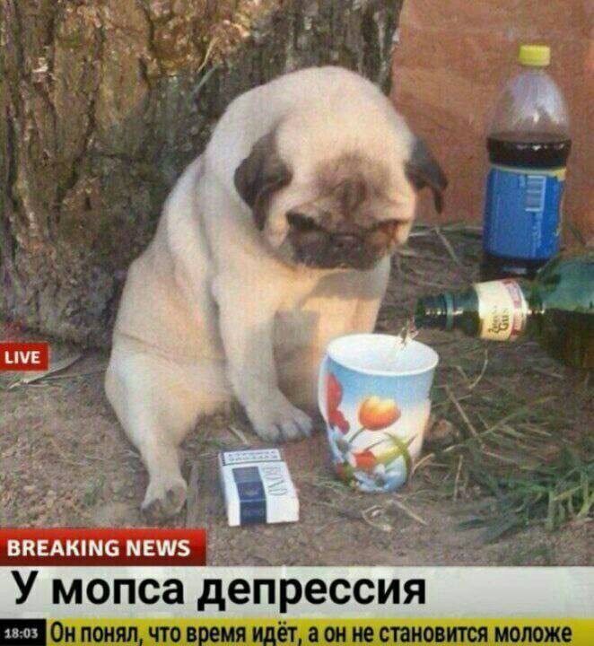 Дети требуют квартиру, родители — ухода, начальник — "горящих глаз", а зеркало напоминает, что время — единственный ресурс, который нельзя взять в кредит. Как не стать грустным мопсом в 45 лет?