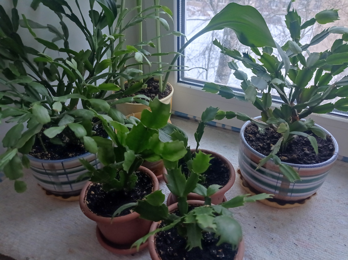 Это мои декабристы - два взрослых и три новеньких