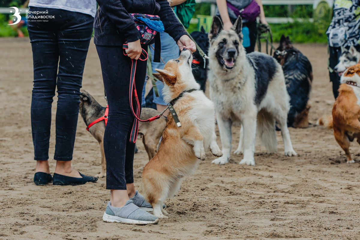 Основным каналом информации для собаки является не зрение, а обоняние, превосходящее человеческое в десятки тысяч раз.