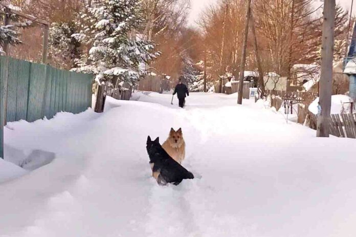На дачу – сквозь сугробы. Тропу пробивают собаки.