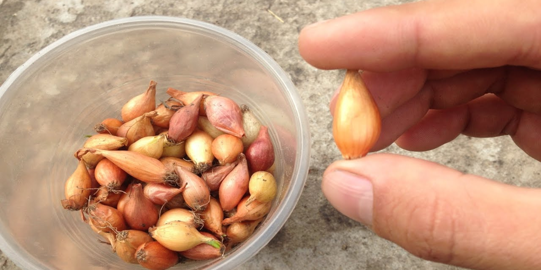 Готовлю лук-севок заранее по схеме моей бабушки. Никогда нет гнили и стрелок, головки одна к одной