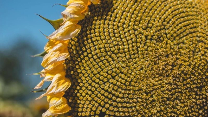     Подсолнух. СС0