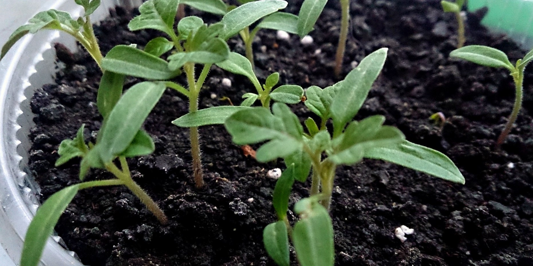 Пожалеете, что не учли благоприятные дни: когда в 2026 сеять томаты, чтобы рассада была мощной и крепкой