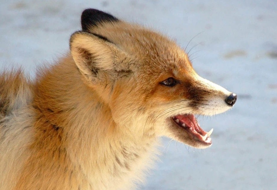    Специалисты объясняют вспышку бешенства на Алтае увеличением численности лисиц Константин НАГОВИЦЫН