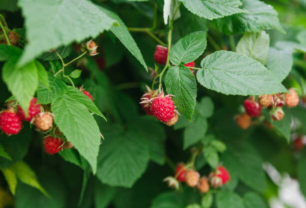 куст малины