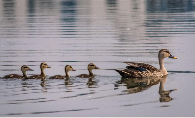 Утиный тест и Пинцип Иврита - сравнение.