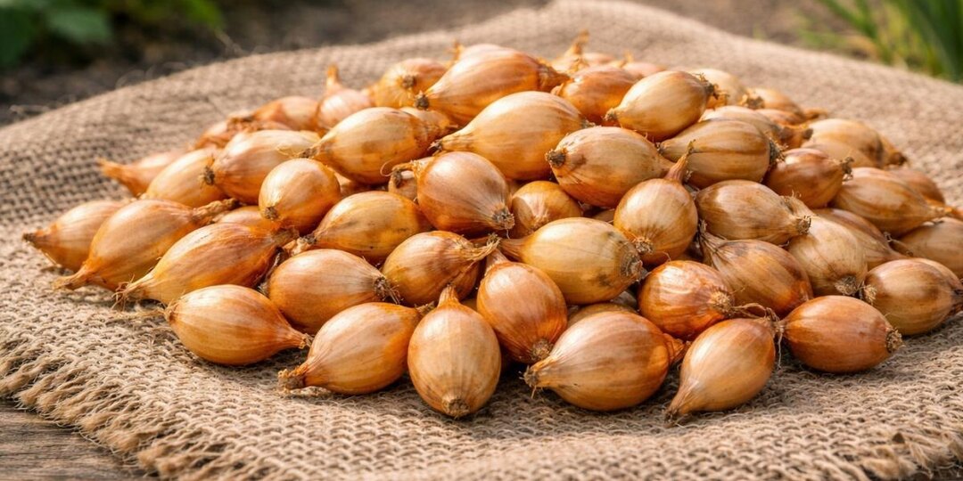 Лук пошёл в стрелку? Ошибка начинается при покупке — как выбрать севок без сюрпризов